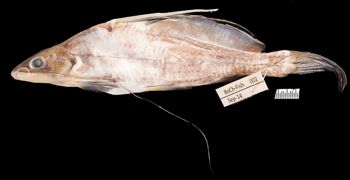 Media type: image;   Ichthyology 172246 Aspect: lateral,description